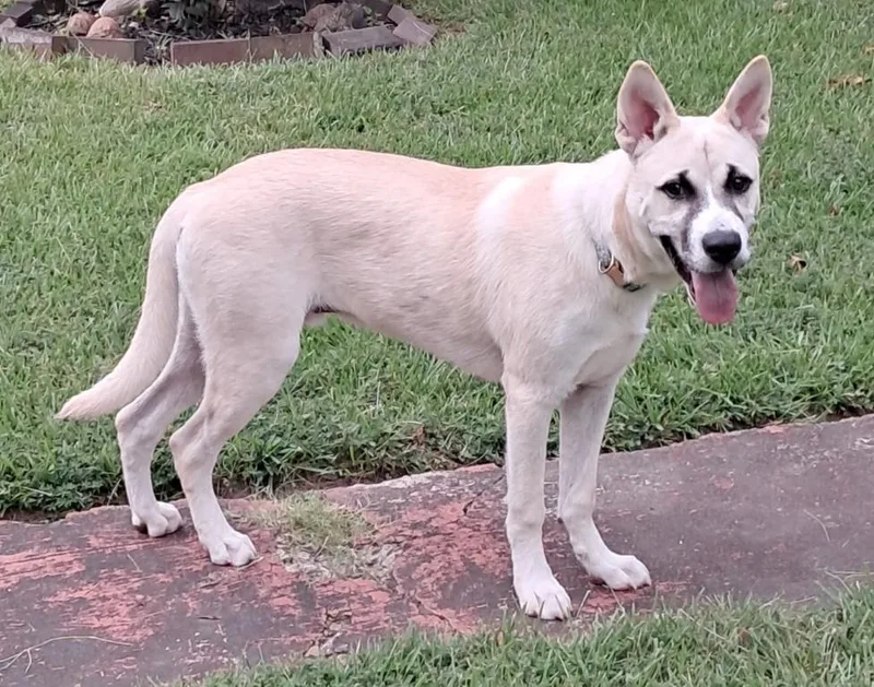 A young medium-sized male German Shepherd Dog dog named Dax for adoption in Germantown, TN