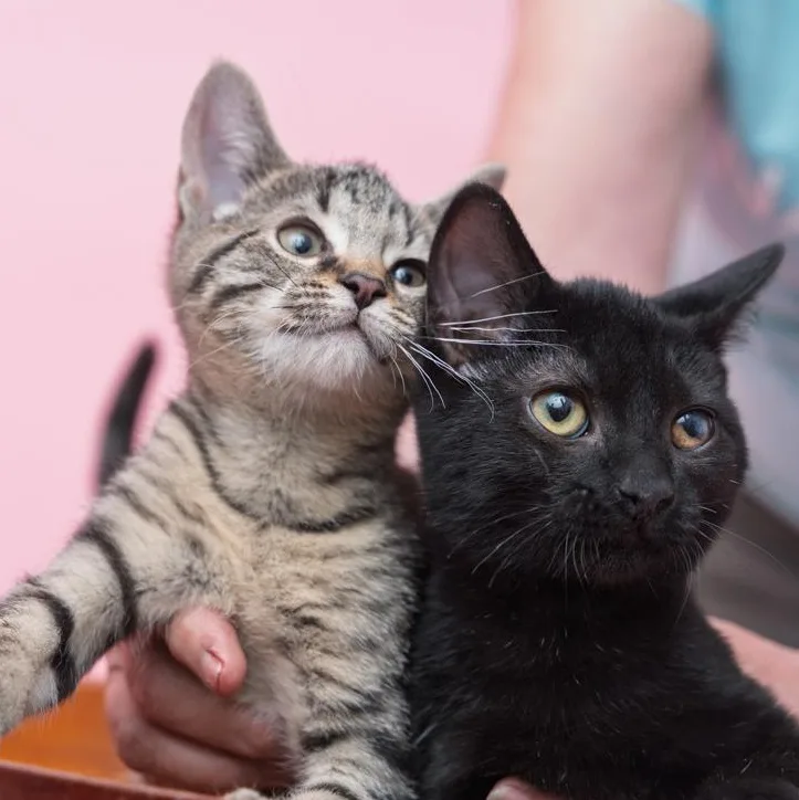 Stewart And Maisey Brothersister