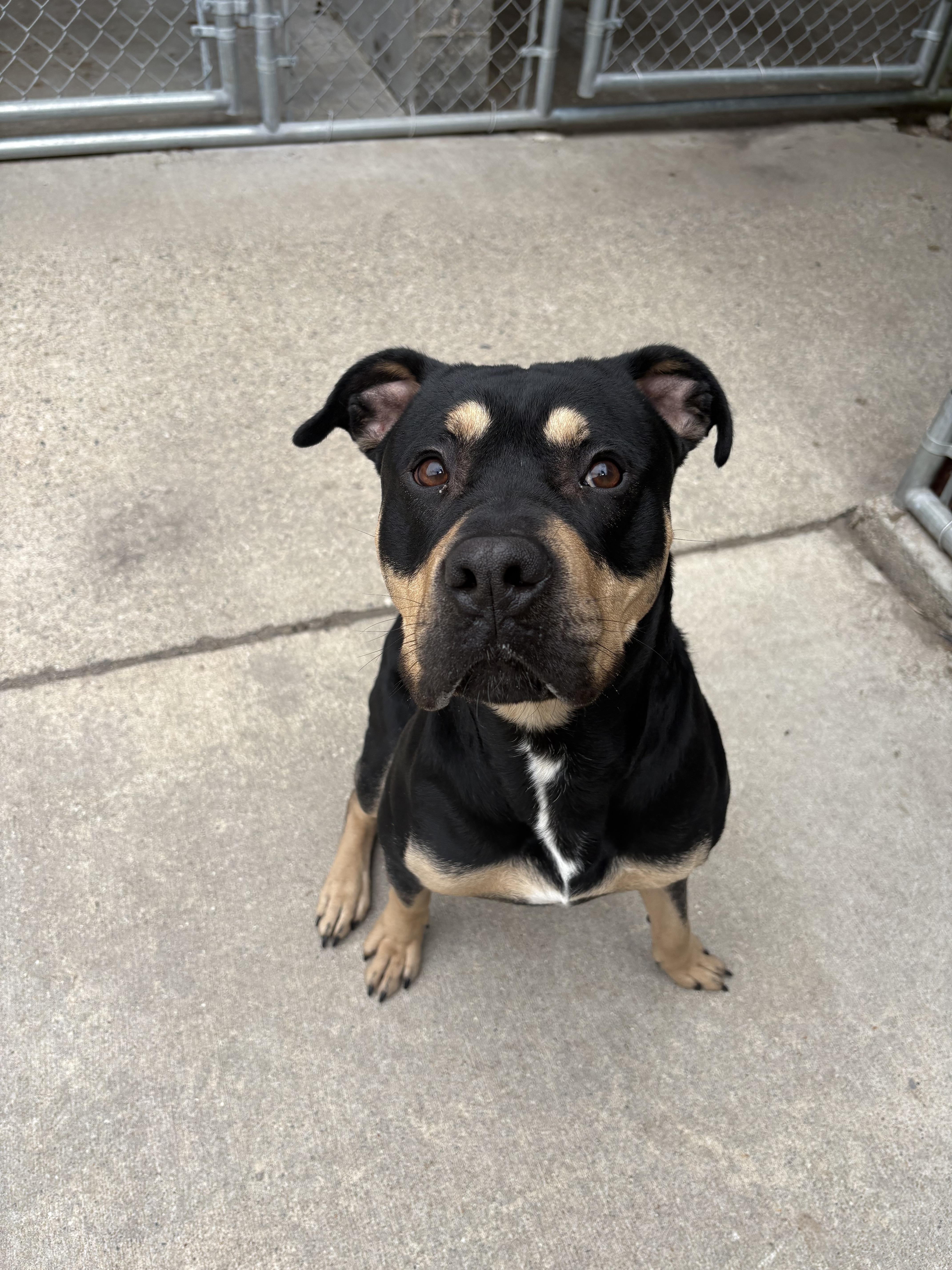 An adult medium-sized male Mixed Breed dog named Paladin for adoption in Mount Pleasant, MI