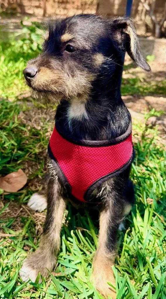 A baby small-sized female Terrier dog named Melly for adoption in San Diego, CA
