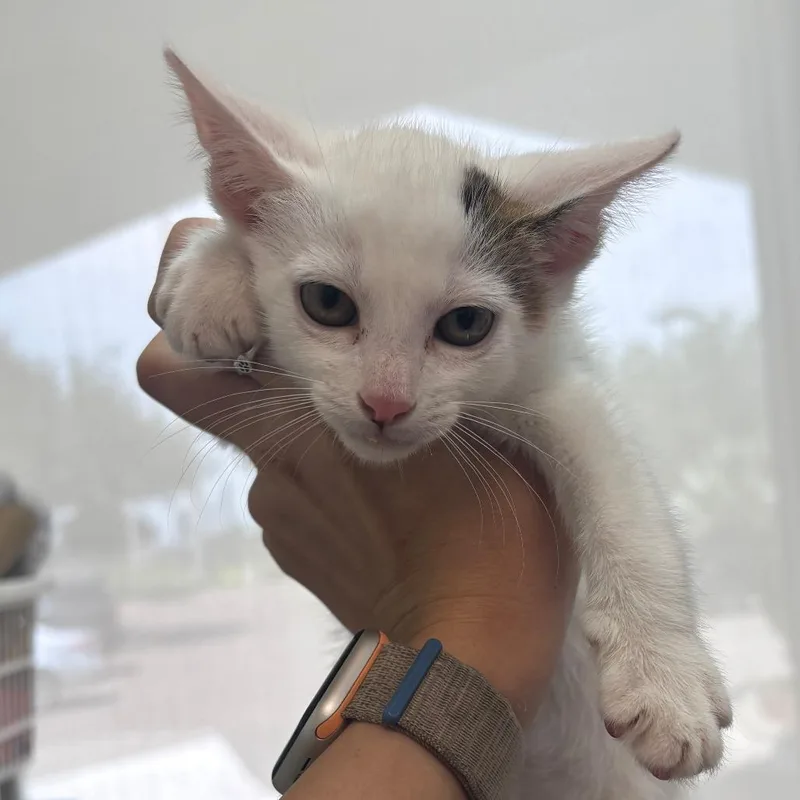 A baby small-sized male White Domestic Short Hair cat named Halo for adoption in Corpus Christi, TX