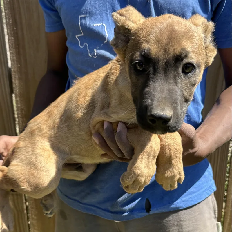 Ramsey  Local April thumbnail 2