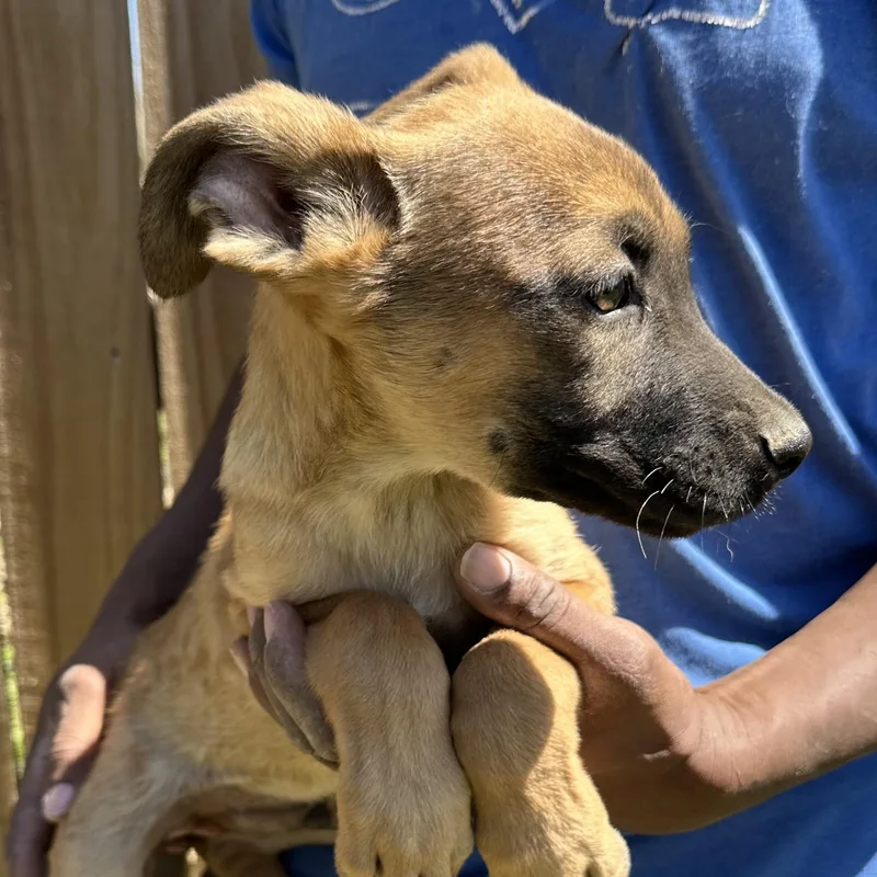 Ramsey  Local April thumbnail 3