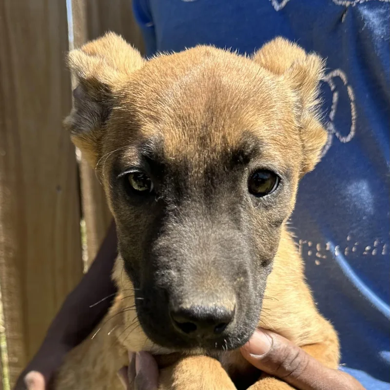 Ramsey  Local April thumbnail 4