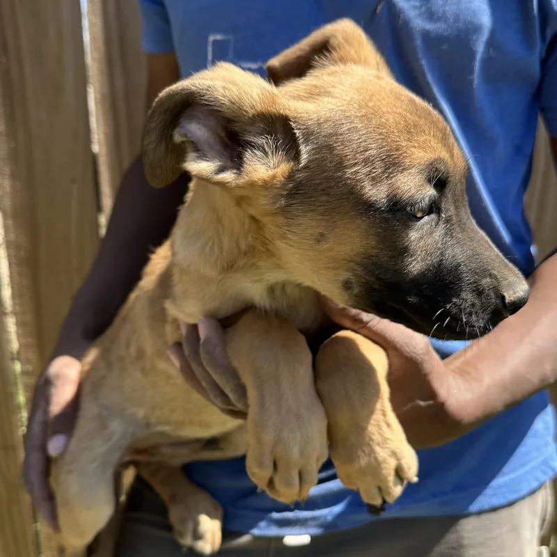 Ramsey  Local April thumbnail 5