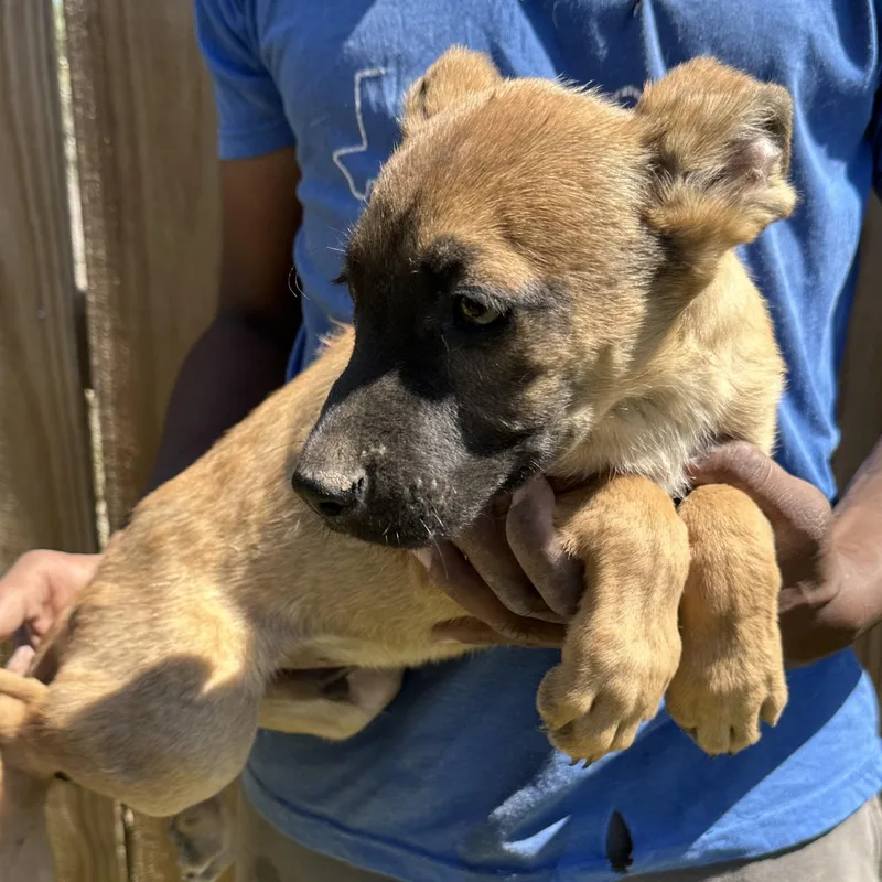 Ramsey  Local April thumbnail 6