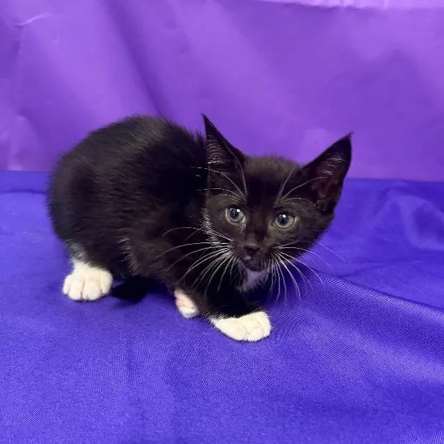 A baby small-sized female Black Domestic Short Hair cat named Pheobe for adoption in North Myrtle Beach, SC