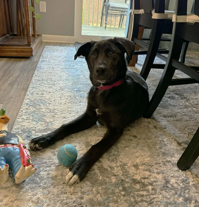 A baby large-sized female Black Labrador Retriever dog named Sophie for adoption in Mechanicsburg, PA