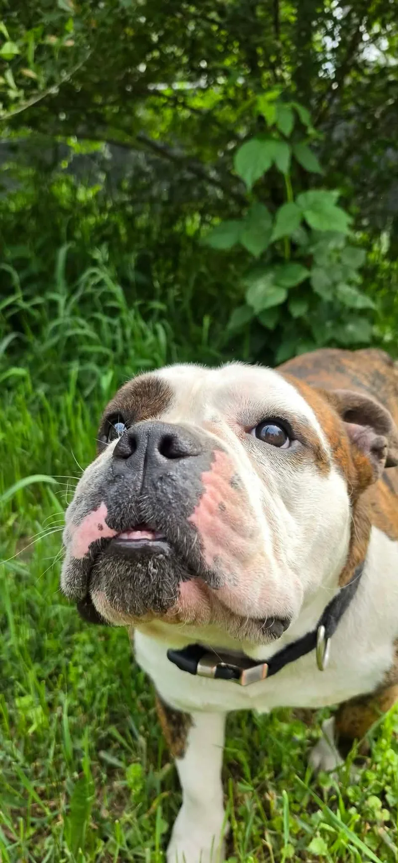 An adult medium-sized male White / Cream English Bulldog dog named Cabbage Roll for adoption in Minneapolis, MN