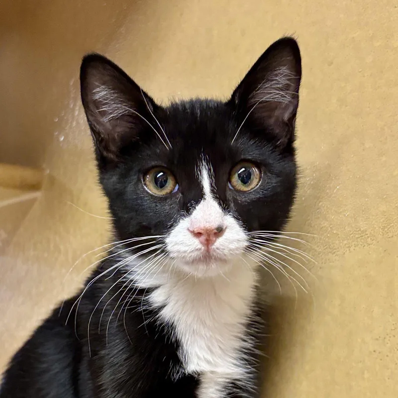 A baby medium-sized male Domestic Short Hair cat named Lover Boy for adoption in Sonora, CA