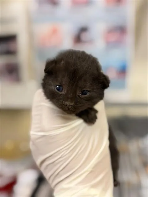 A baby small-sized male Domestic Short Hair cat named Boo for adoption in Riverside, CA