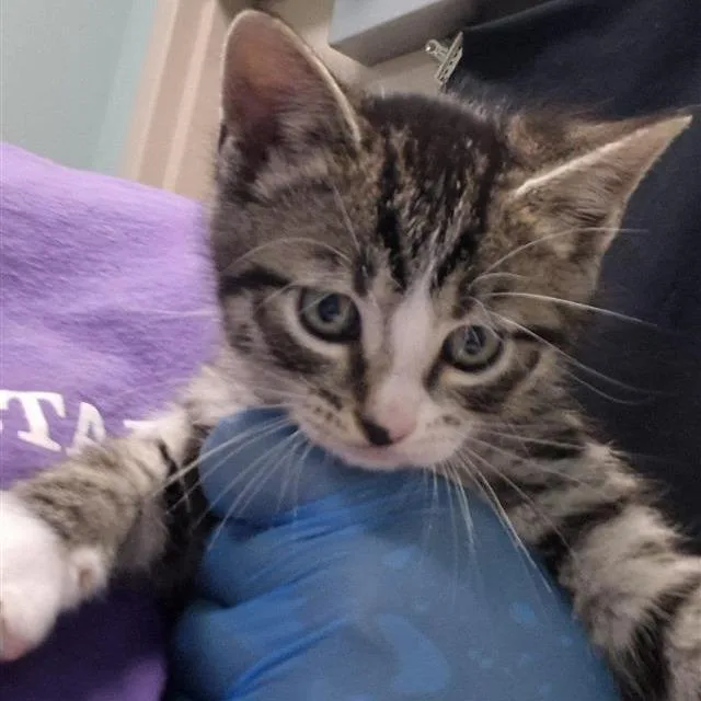 A baby small-sized male Brown / Chocolate Domestic Short Hair cat named Butterfly for adoption in Tacoma, WA