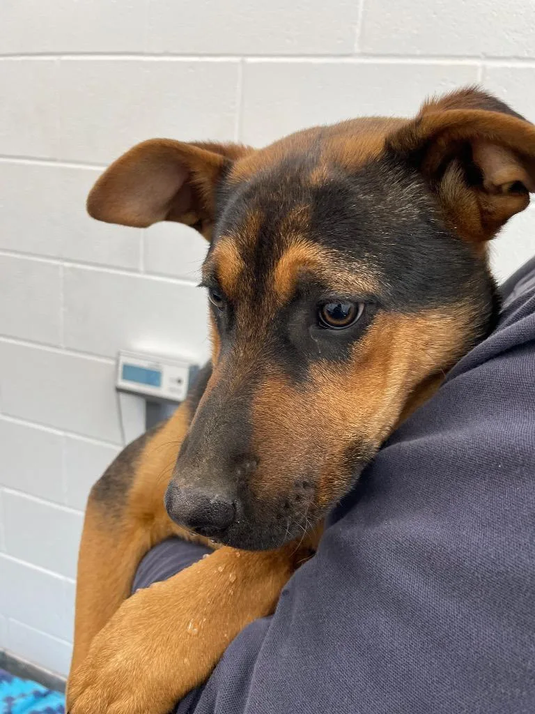 A baby medium-sized female Mixed Breed dog named Roxy for adoption in Oxford, NC
