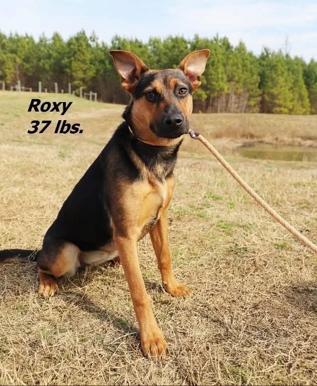 Roxy thumbnail 2