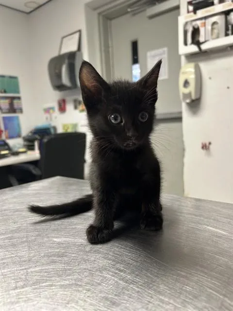 A baby small-sized female Domestic Short Hair cat named Betty for adoption in Lincolnton, NC