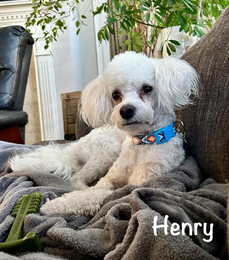 Henry thumbnail 2