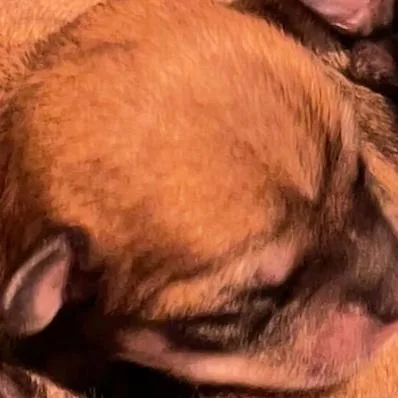 A baby small-sized male Yellow / Tan / Blond / Fawn Chihuahua dog named Chi for adoption in Fuquay Varina, NC