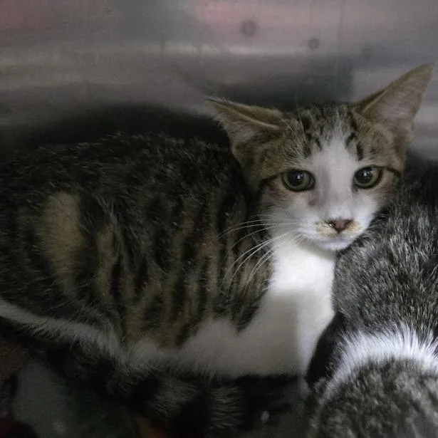 A baby small-sized male Brown / Chocolate Domestic Short Hair cat named Aro for adoption in Sioux Falls, SD