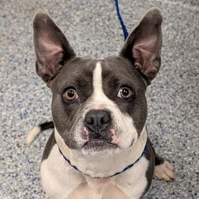 A young medium-sized male Gray / Blue / Silver Mixed Breed dog named Erwin for adoption in Greenville, SC