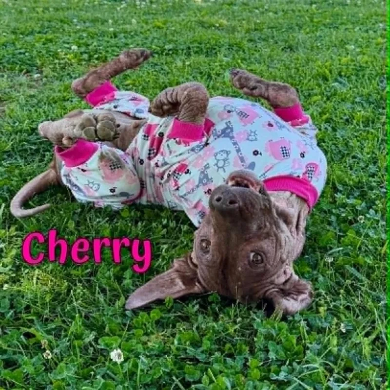 Cherry