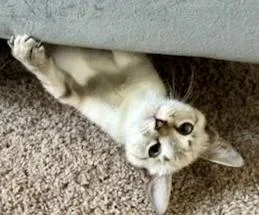 Zinfandel  `a Priority thumbnail 3