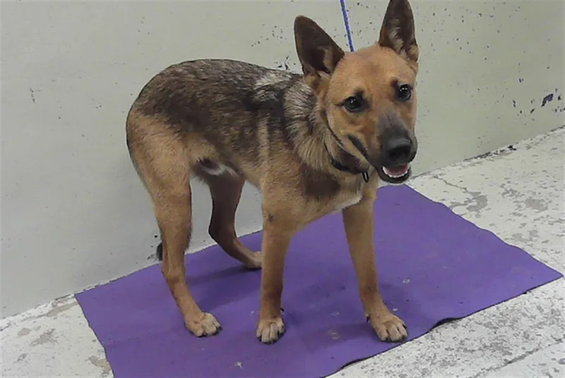 A young small-sized male German Shepherd Dog dog named Mushroom for adoption in Houston, TX