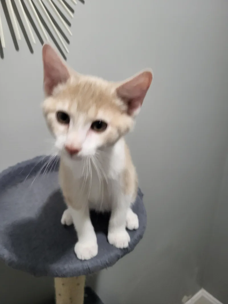 A baby small-sized male Domestic Short Hair cat named Key Stevens for adoption in Somerset, KY