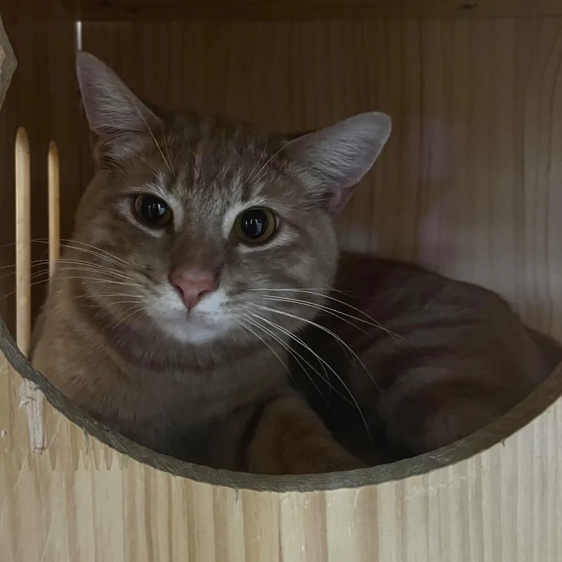 An adult medium-sized male Orange / Red Domestic Short Hair cat named Garlic for adoption in Yucca Valley, CA