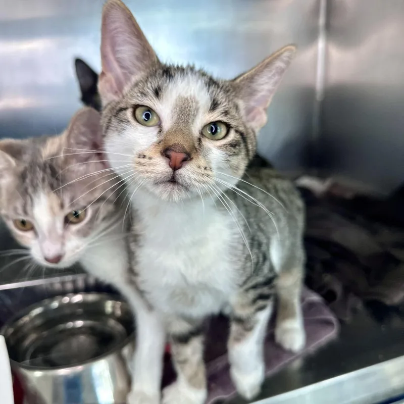 A baby small-sized male Brown / Chocolate Domestic Short Hair cat named Comet for adoption in Matteson, IL