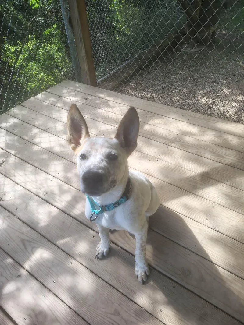 Milo