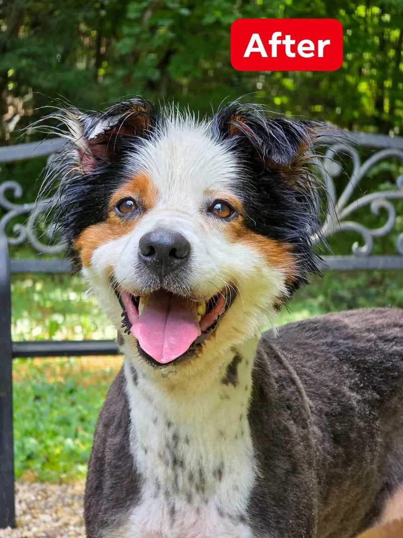 An adult medium-sized female Tricolor (Brown, Black, & White) Australian Shepherd dog named Bindi for adoption in Sevierville, TN