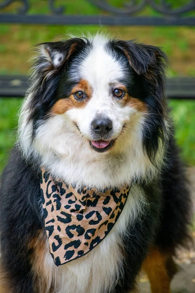Bindi thumbnail 2