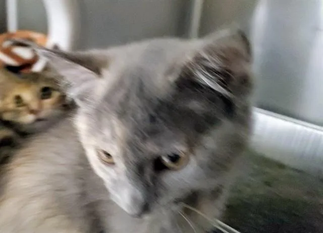 A baby medium-sized female Domestic Short Hair cat named Old Bay for adoption in Aurora, IL