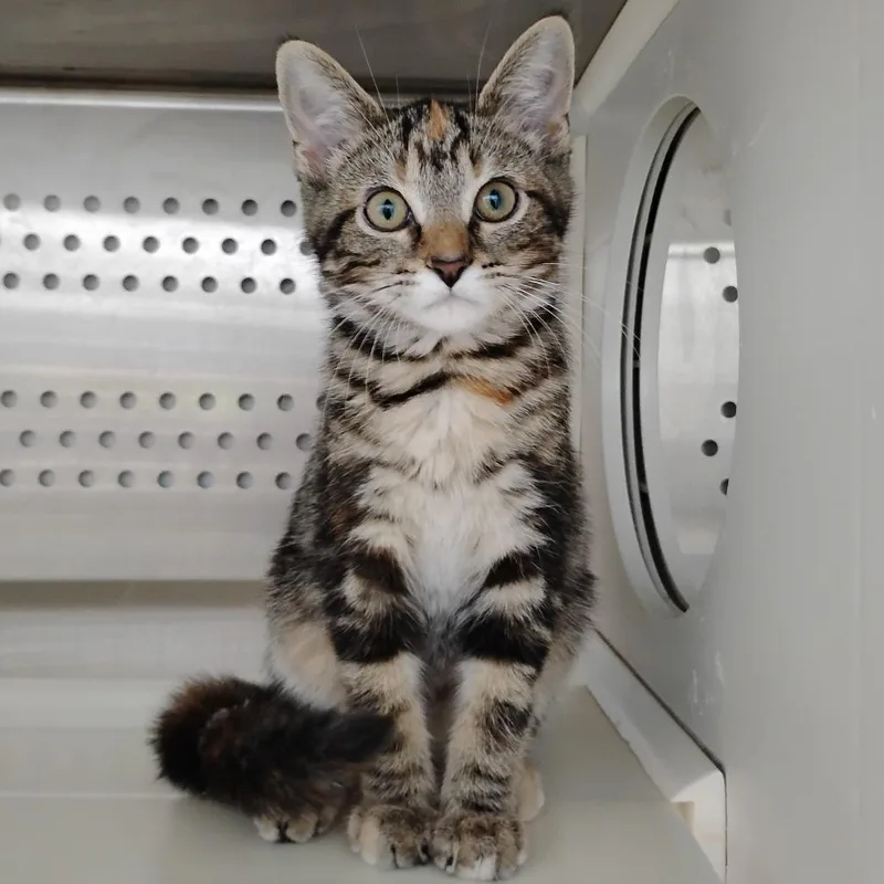 A baby small-sized female Brown / Chocolate Domestic Short Hair cat named Leslie Shay for adoption in Winchester, TN