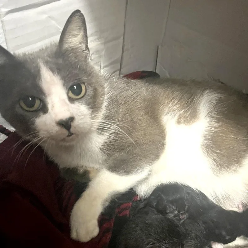 A senior medium-sized female Gray / Blue / Silver Domestic Short Hair cat named Astro for adoption in Austin, TX