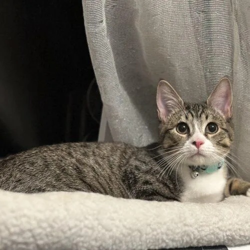 A baby small-sized male Tabby (Tiger Striped) Tabby cat named Nick for adoption in Edmond, OK