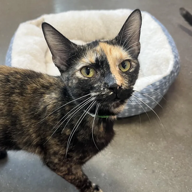 A young medium-sized female Tortoiseshell Domestic Short Hair cat named Focaccia for adoption in Fort Wayne, IN