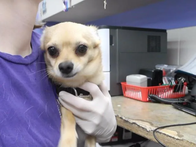 A young small-sized male Chihuahua dog named Nougat for adoption in Omaha, NE