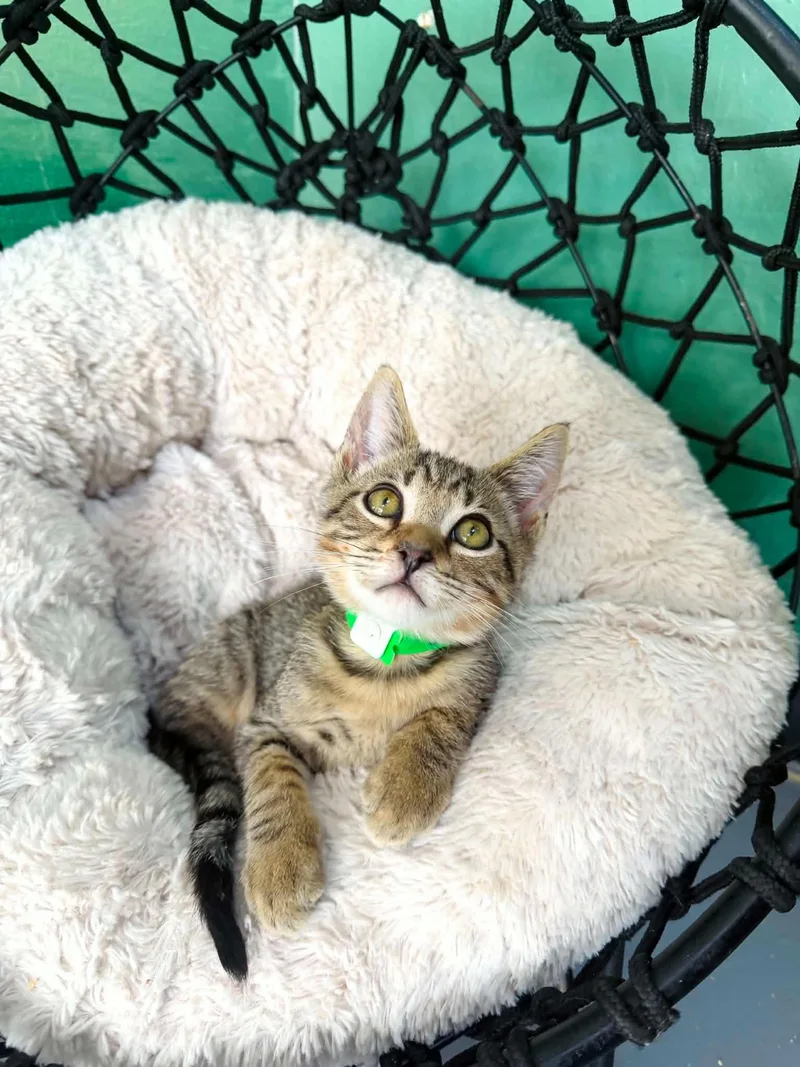 A baby medium-sized male Tabby (Brown / Chocolate) Domestic Short Hair cat named Lionel for adoption in Tavares, FL