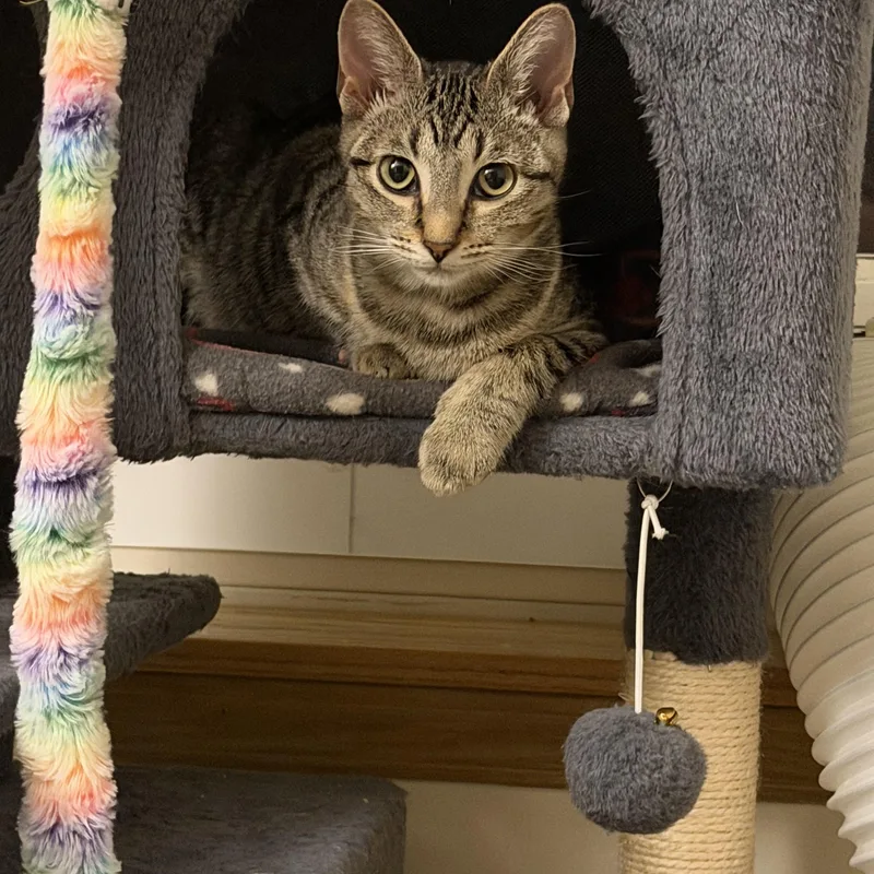 A baby medium-sized female Tabby cat named Sabrina for adoption in Wadsworth, IL