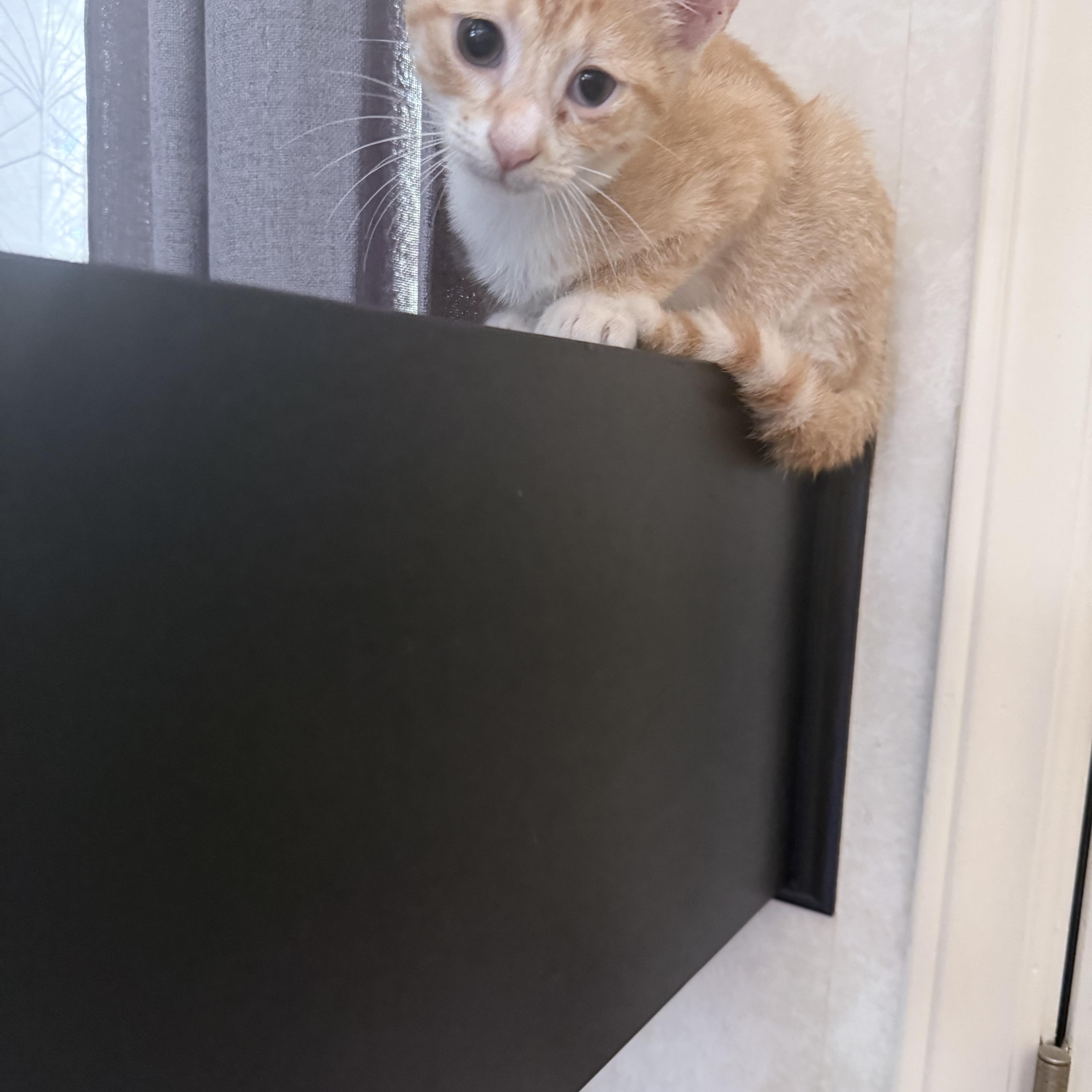 A baby medium-sized male Orange & White American Shorthair cat named Kovu for adoption in Hickory, NC