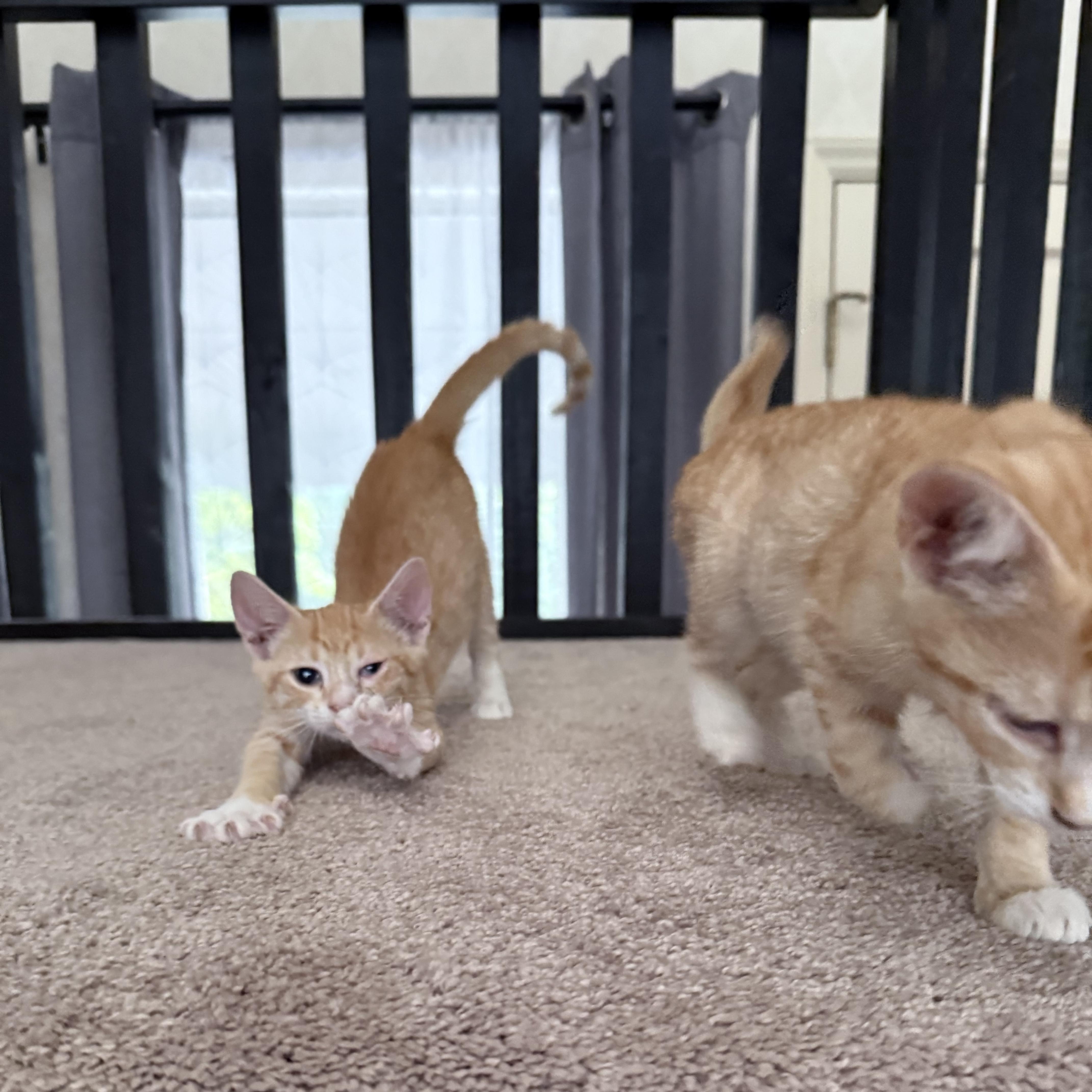 Kovu thumbnail 2