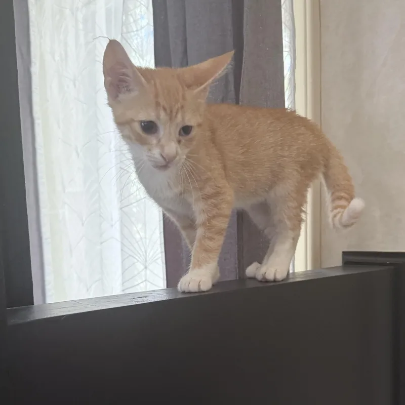 Kovu thumbnail 3