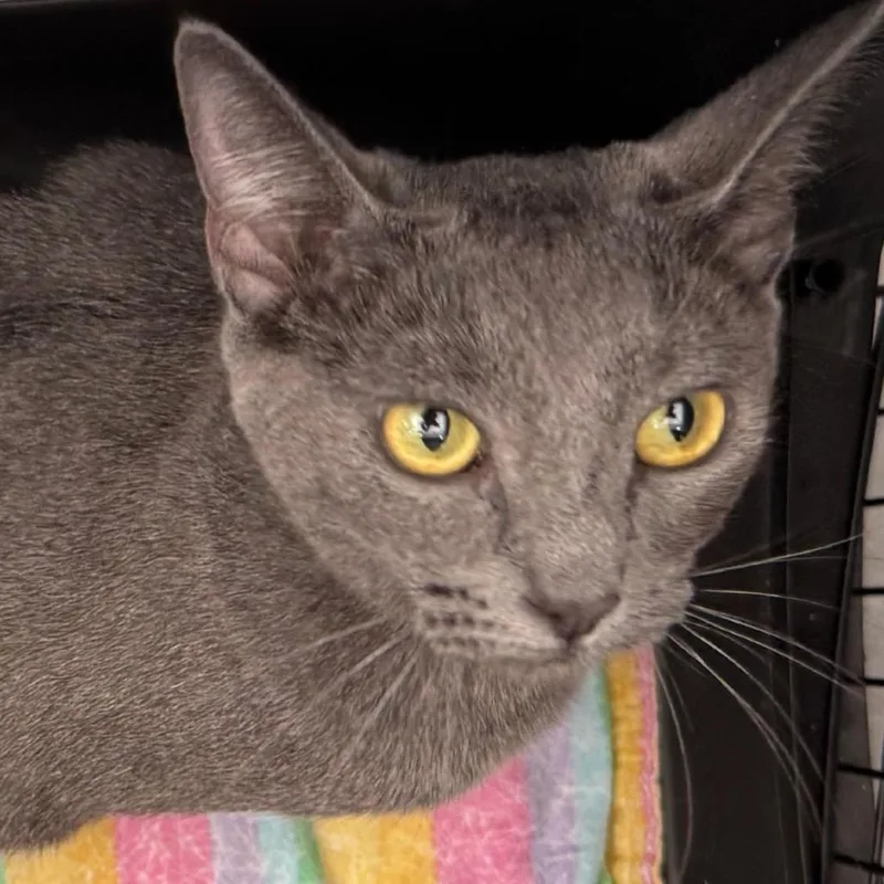 A young medium-sized female Gray / Blue / Silver Domestic Short Hair cat named Triumph for adoption in Lakewood, CO