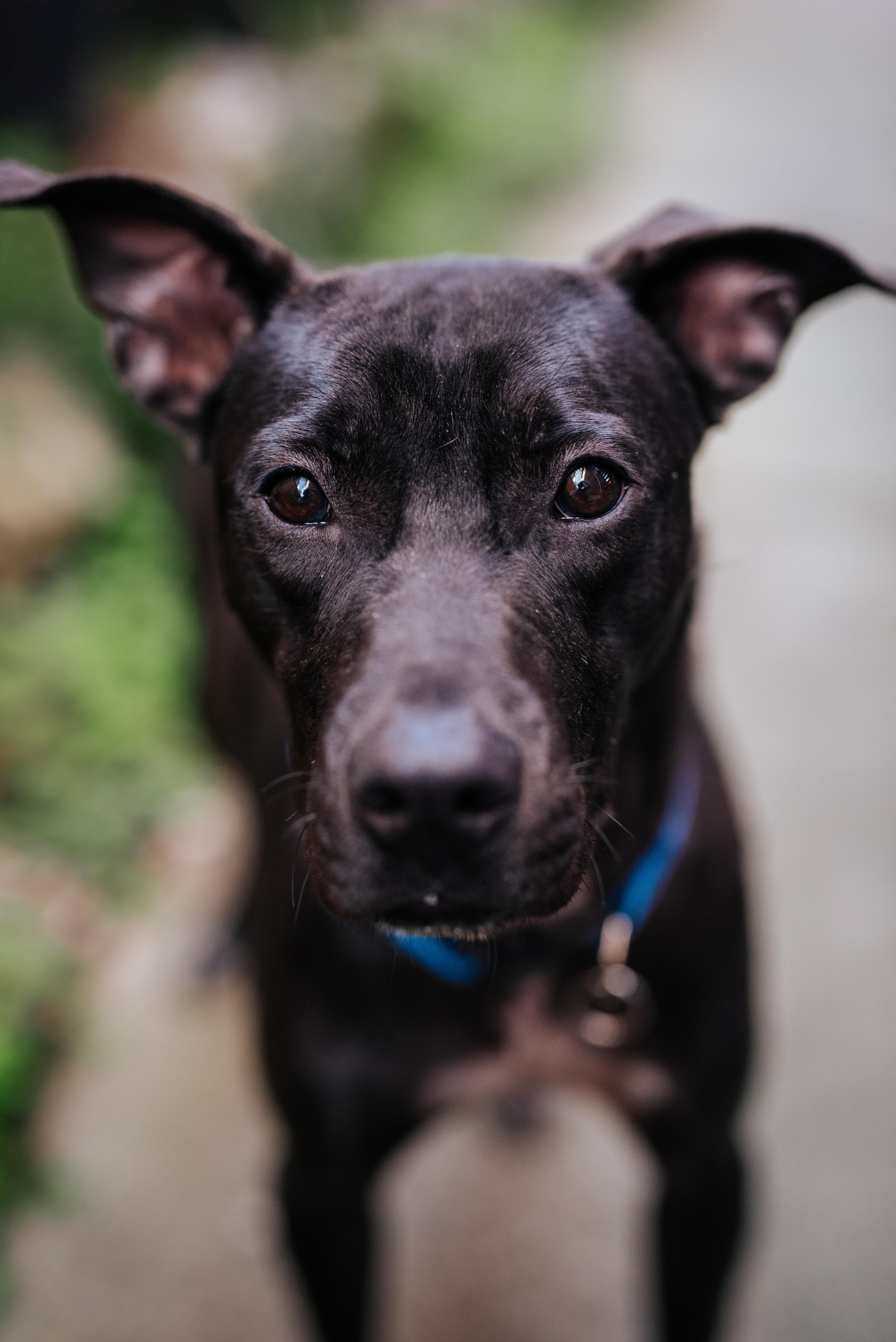 A young medium-sized male Black Labrador Retriever dog named Coal for adoption in Tomball, TX