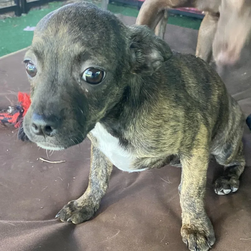 A baby small-sized female Brindle French Bulldog dog named Beyonce for adoption in Escondido, CA
