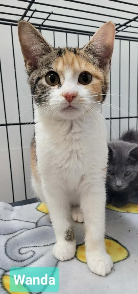 A baby small-sized female Domestic Short Hair cat named Wanda for adoption in Richmond, IN