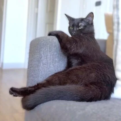 A young medium-sized female Domestic Short Hair cat named Jimenez for adoption in Washington, DC