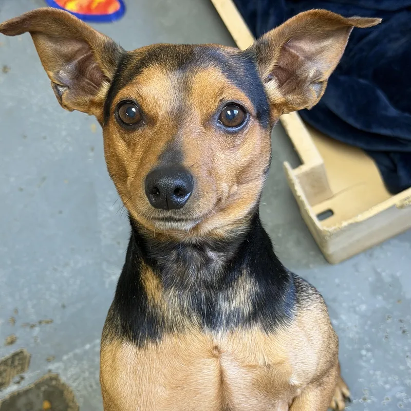 An adult small-sized male Black Miniature Pinscher dog named Rocco for adoption in Columbia, SC