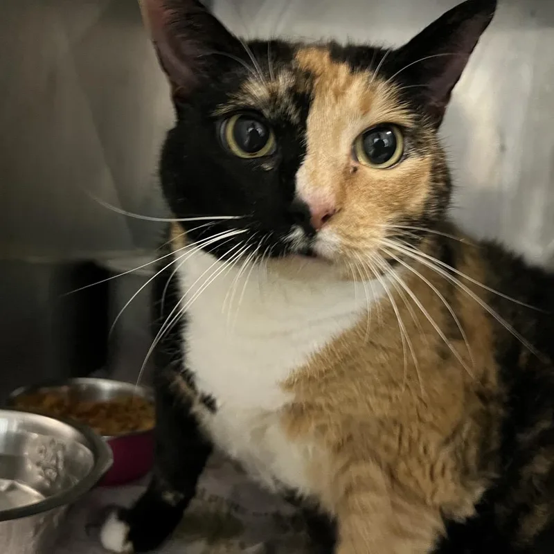 Mother Of Dragons thumbnail 2